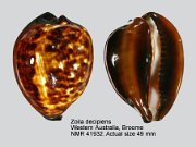 Zoila decipiens (5)